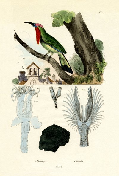 Gruccione dalla barba rossa, 1833-39 da French School